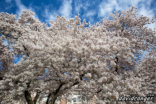 Cherry Blossoms