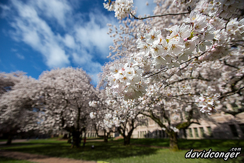 Cherry Blossoms