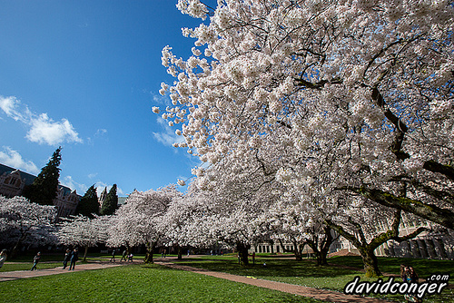 Cherry Blossoms
