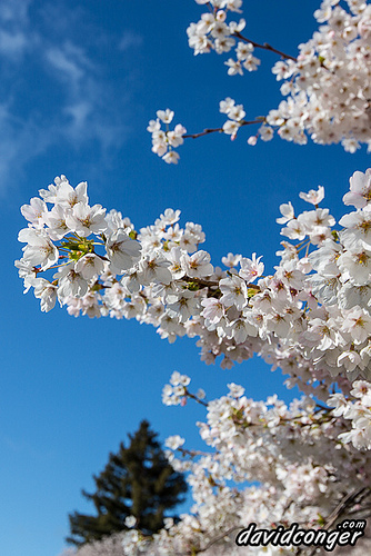 Cherry Blossoms