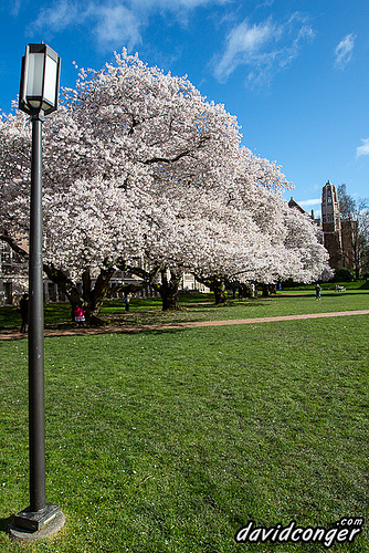 Cherry Blossoms