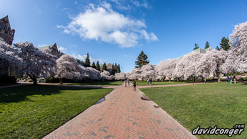 Cherry Blossoms