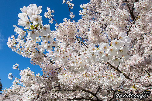Cherry Blossoms