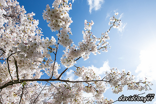 Cherry Blossoms