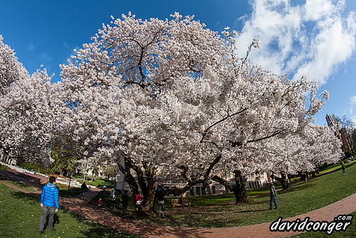 Cherry Blossoms