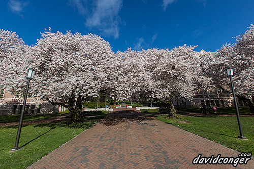 Cherry Blossoms